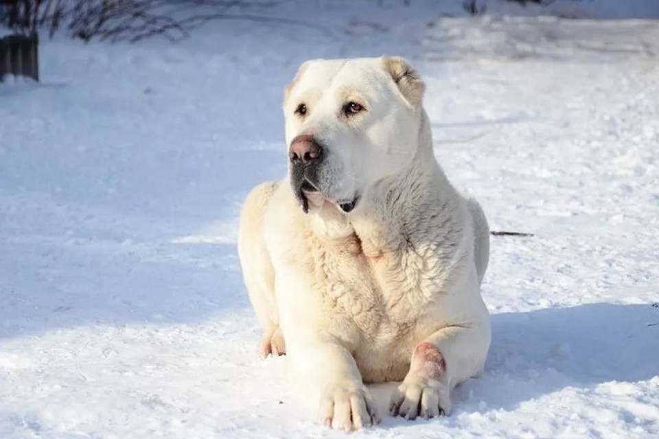 Фото белых алабаев